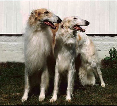 Borzoi